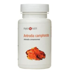 Antrodia camphorata Mushroom (60 Caps)