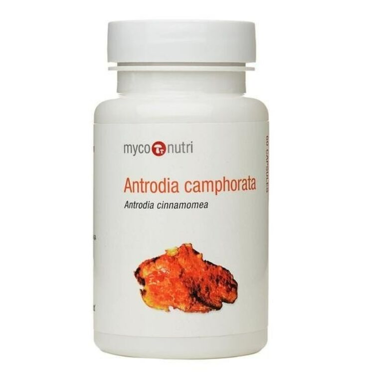 Antrodia camphorata Mushroom (60 Caps)